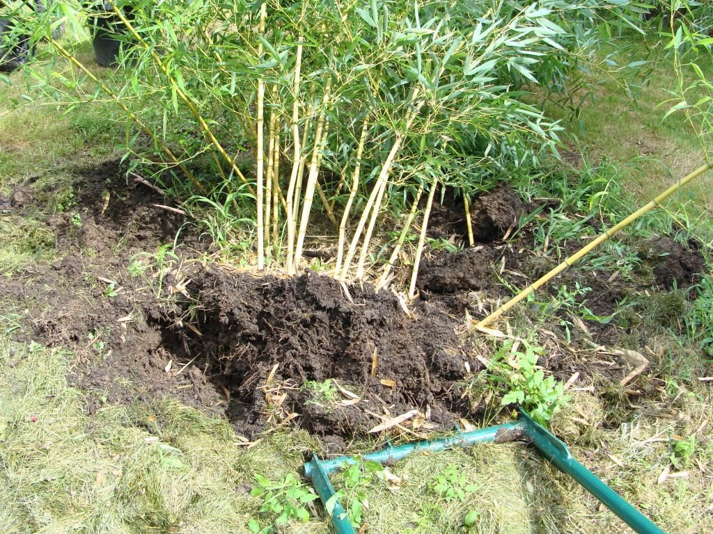 Steve's garden Bamboo removal made easy